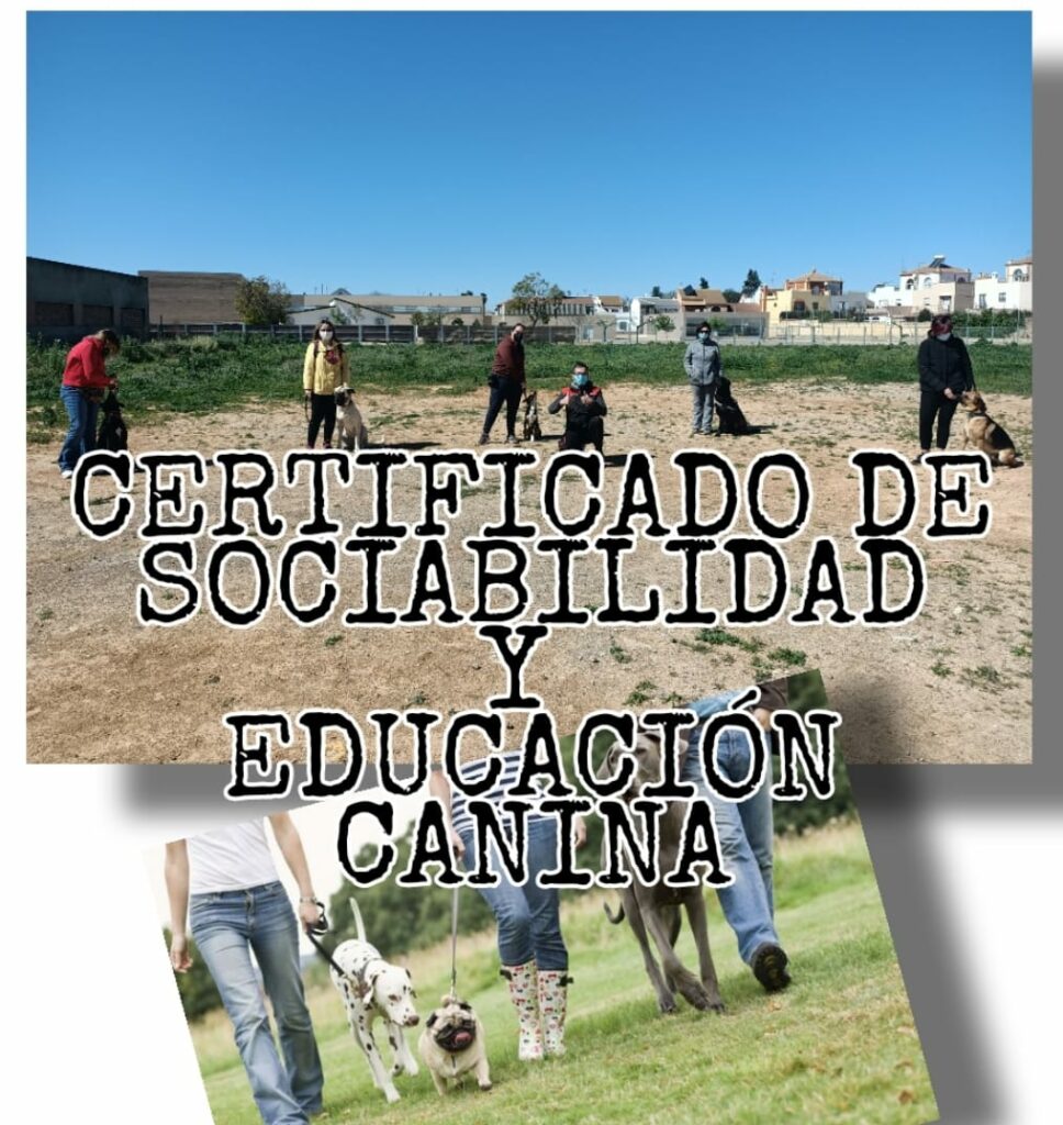 CERTIFICADO DE SOCIABILIDAD Y EDUCACIÓN CANINA